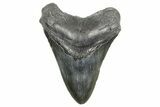 Fossil Megalodon Tooth - South Carolina #365754-1